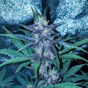 Auto Diesel regular Ganja Seeds
