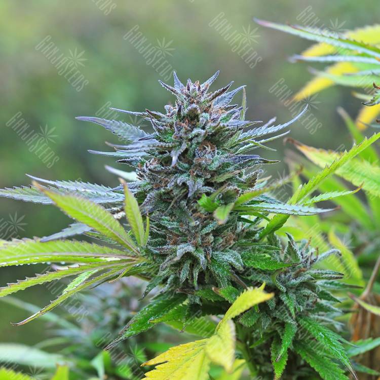 семена конопли гидропоники Super Hash regular Ganja Seeds семена конопли гидропоники Super Hash regular Ganja Seeds