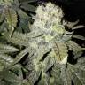 семена конопли 8 Ball Kush feminised Barneys Farm
