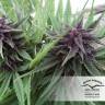 семена конопли недорого Hollands Hope regular Dutch Passion Seeds семена конопли недорого Hollands Hope regular Dutch Passion Seeds