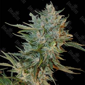 Auto Haze GOM feminised Grass-o-Matic