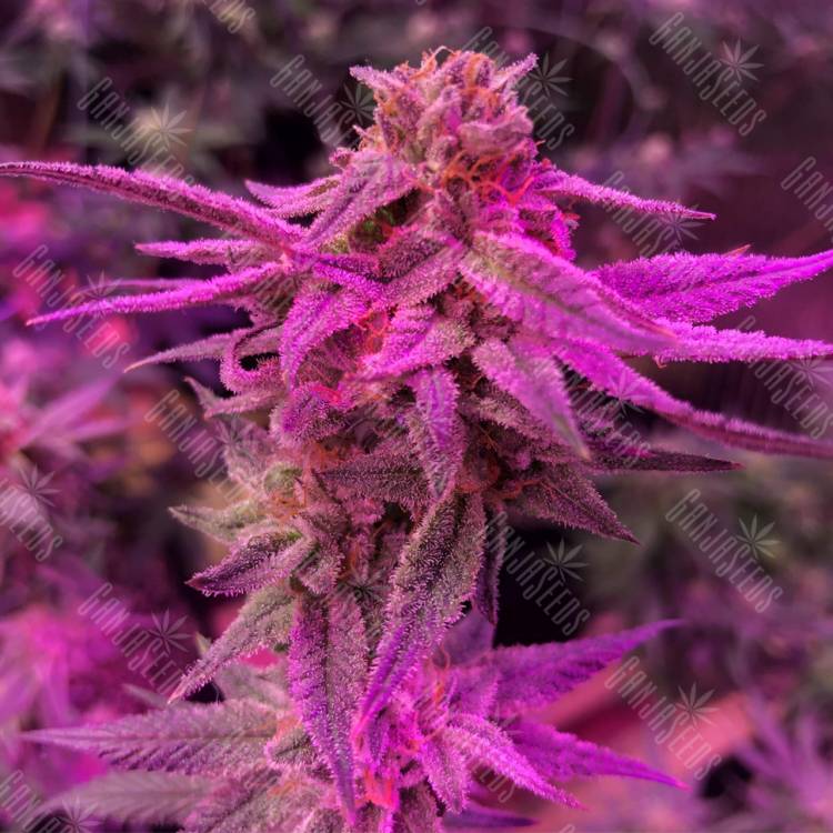 семена конопли для посадки купить Sativa Dream (LOL) feminised Kannabia Seeds семена конопли для посадки купить Sativa Dream (LOL) feminised Kannabia Seeds
