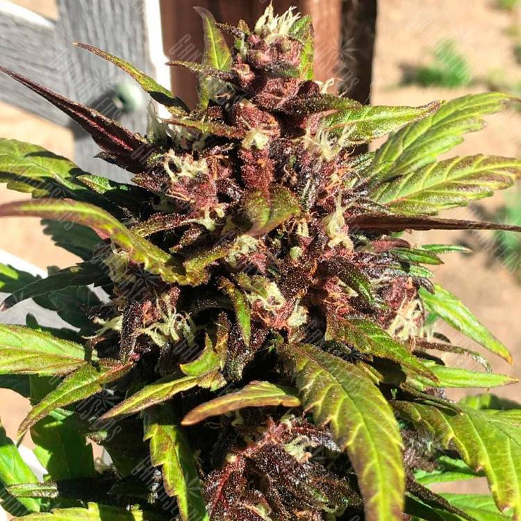 семена конопли Auto Red Poison feminised Sweet Seeds