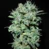урожайные семена конопли X18 Pure Pakistani regular Reserva Privada урожайные семена конопли X18 Pure Pakistani regular Reserva Privada