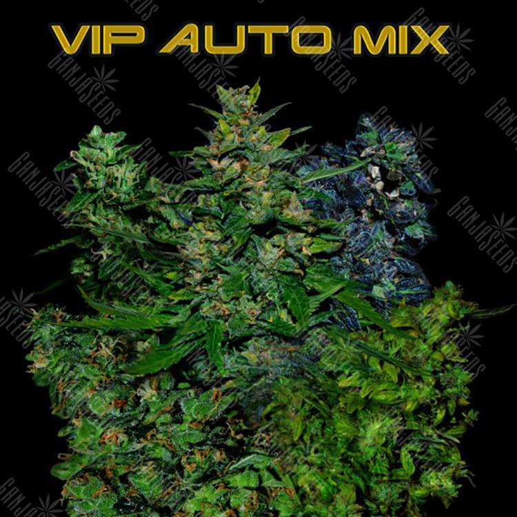 семена конопли автоцвет Auto Vip MIX feminised VIP Seeds семена конопли автоцвет Auto Vip MIX feminised VIP Seeds