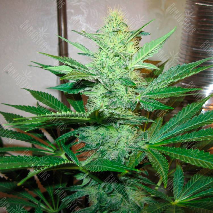 Качественные семена конопли G13 Haze feminised Ganja Seeds Качественные семена конопли G13 Haze feminised Ganja Seeds