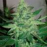 Недорогие семена конопли G13 Haze feminised Ganja Seeds Недорогие семена конопли G13 Haze feminised Ganja Seeds