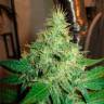 Феминизированные семена конопли G13 Haze feminised Ganja Seeds Феминизированные семена конопли G13 Haze feminised Ganja Seeds