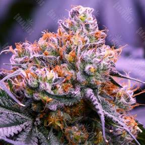 Purple OG feminised Ganja Seeds