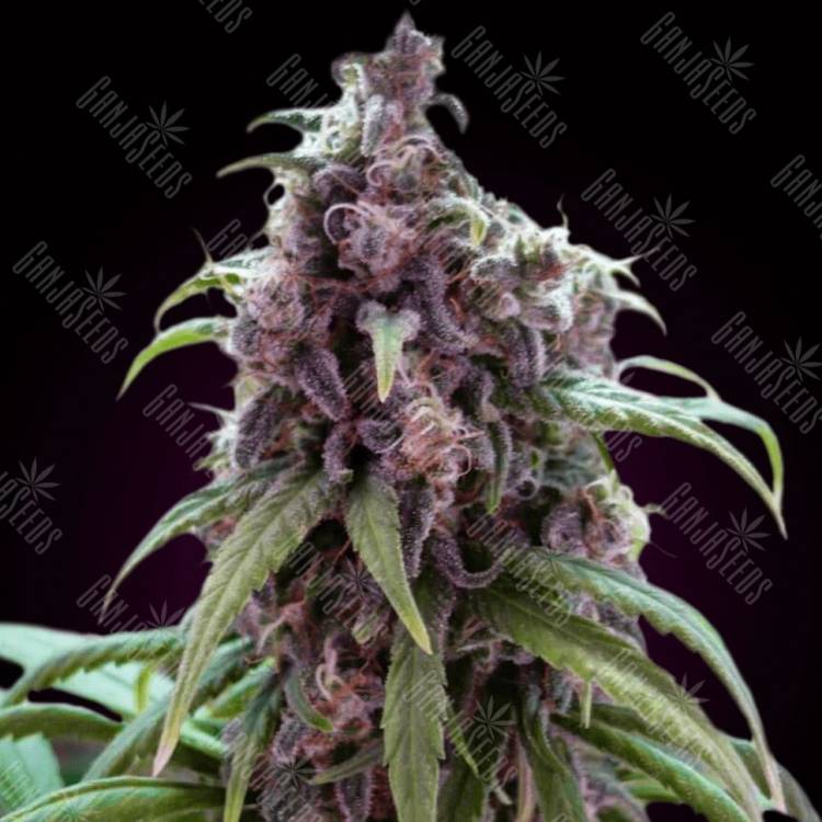 купить с доставкой семена конопли Auto Blueberry Haze feminised купить с доставкой семена конопли Auto Blueberry Haze feminised