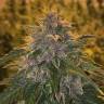 элитные семена конопли в рф Auto Blueberry Haze feminised элитные семена конопли в рф Auto Blueberry Haze feminised