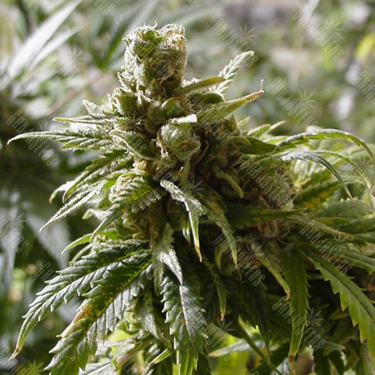 Cheex feminised Seedmakers Seeds Cheex feminised Seedmakers Seeds