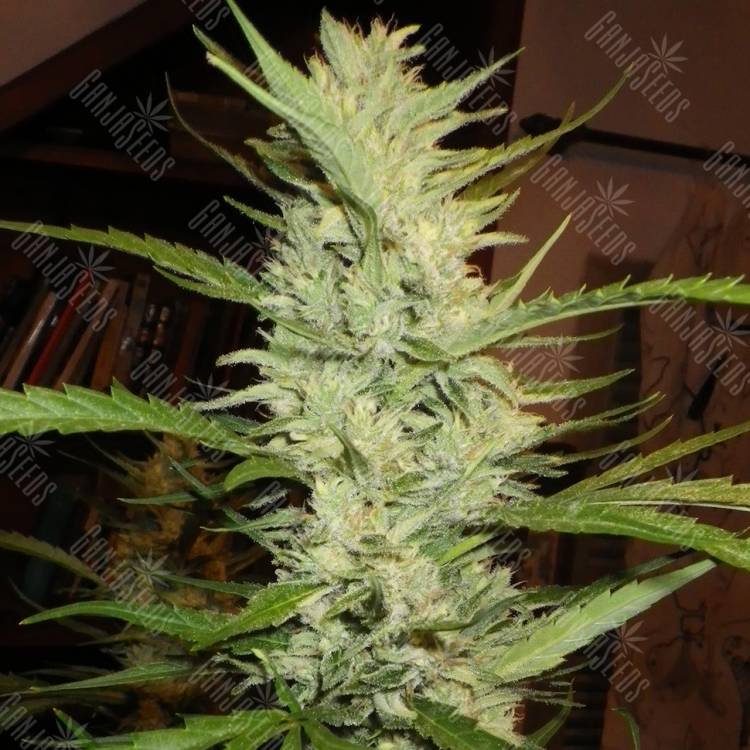 семена конопли дешево Super Lemon Haze regular Ganja Seeds семена конопли дешево Super Lemon Haze regular Ganja Seeds