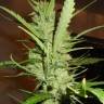 семена конопли с доставкой Super Lemon Haze regular Ganja Seeds семена конопли с доставкой Super Lemon Haze regular Ganja Seeds