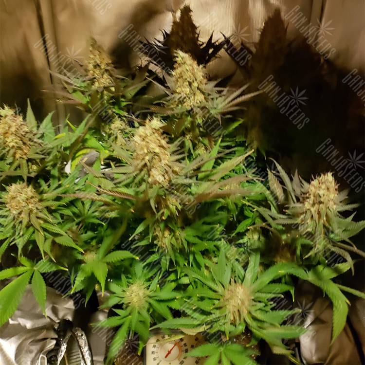 где заказать семена конопли Blue Cheese feminised Barneys Farm где заказать семена конопли Blue Cheese feminised Barneys Farm