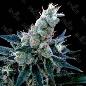 Double Alien 18 feminised DNA Genetics