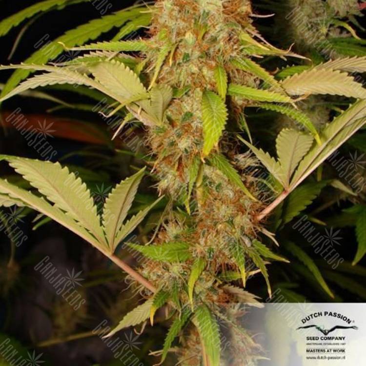 семена конопли наложенным платежом Mazar regular Dutch Passion Seeds
