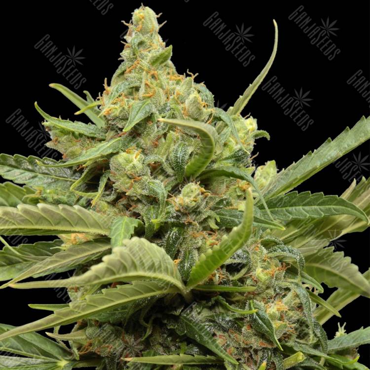 семена конопли с доставкой Auto Maxi GOM feminised Grass-o-Matic семена конопли с доставкой Auto Maxi GOM feminised Grass-o-Matic