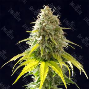 Mataro Blue feminised Kannabia Seeds