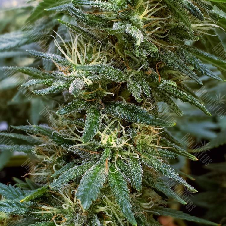семена конопли курьером Hawaii Maui Waui regular Nirvana Seeds семена конопли курьером Hawaii Maui Waui regular Nirvana Seeds
