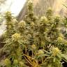 семена конопли Россия Hawaii Maui Waui regular Nirvana Seeds семена конопли Россия Hawaii Maui Waui regular Nirvana Seeds