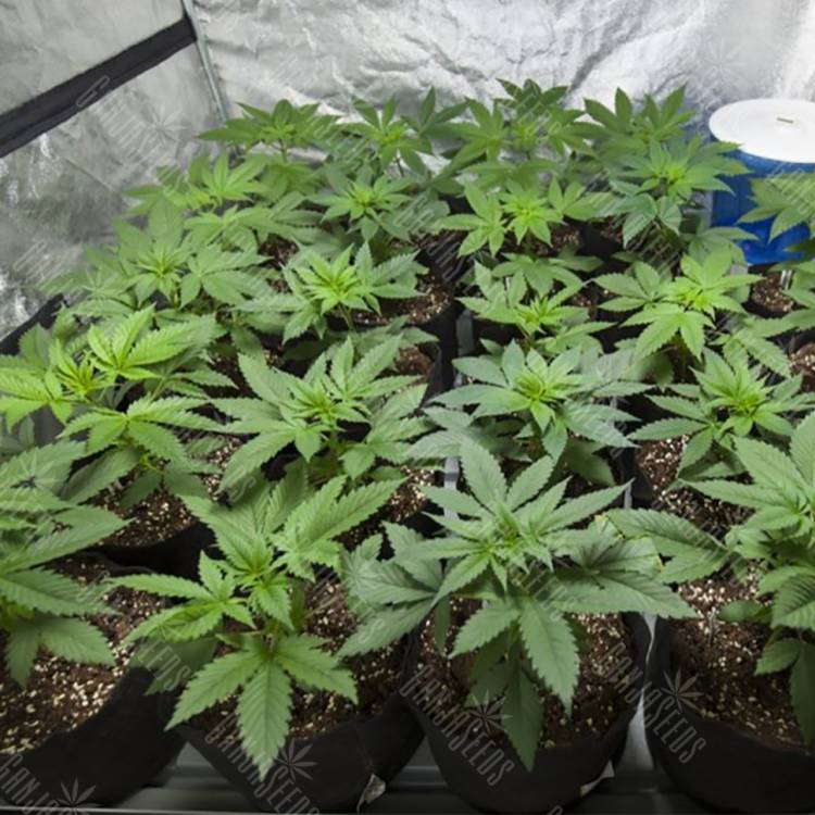 регулярные семена конопли купить Nepal Gum OG regular Philosopher Seeds регулярные семена конопли купить Nepal Gum OG regular Philosopher Seeds