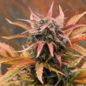 Auto Amnesia Haze feminised Royal Queen