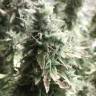 семена конопли аутдор Auto + Speed feminised Sweet Seeds семена конопли аутдор Auto + Speed feminised Sweet Seeds