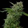 семена конопли сорта сатива Amnesia Vip feminised VIP Seeds семена конопли сорта сатива Amnesia Vip feminised VIP Seeds