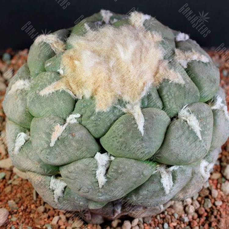 Семена кактуса Ariocarpus lloydii Семена кактуса Ariocarpus lloydii
