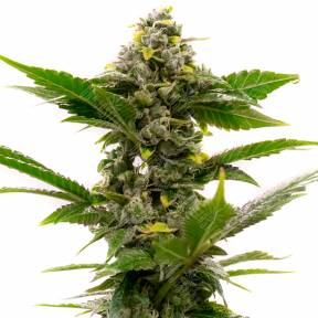 Auto Candy Kush feminised Ganja Seeds