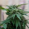 семена конопли индика Sour Mango feminised семена конопли индика Sour Mango feminised
