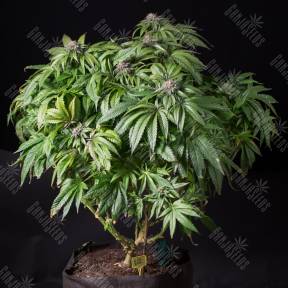 Sour Mango feminised Ganja Seeds