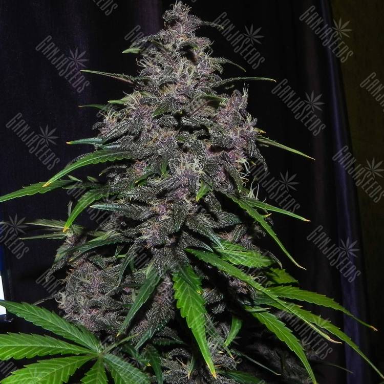 семена конопли недорого Auto LSD feminised