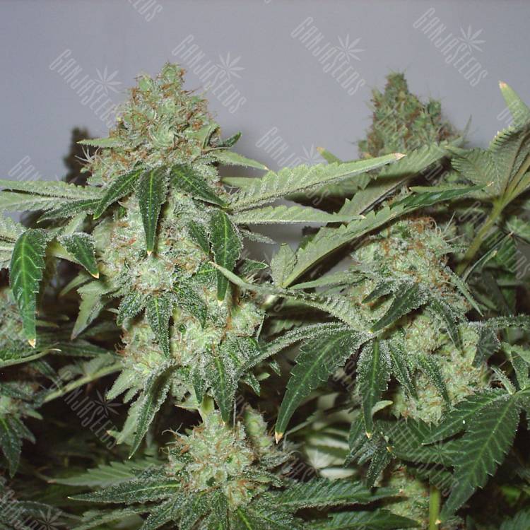 семена конопли Big Chuy feminised Bang Seeds семена конопли Big Chuy feminised Bang Seeds