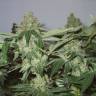 семена конопли Big Chuy feminised Bang Seeds семена конопли Big Chuy feminised Bang Seeds