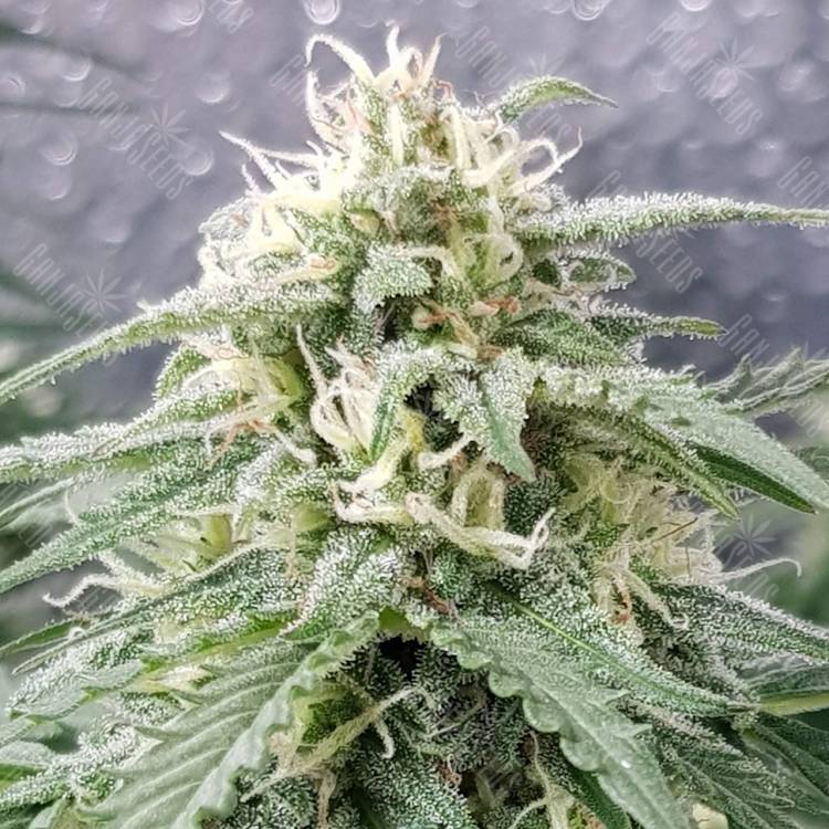 семена индийской конопли Super Lemon Skunk regular Ganja Seeds семена индийской конопли Super Lemon Skunk regular Ganja Seeds