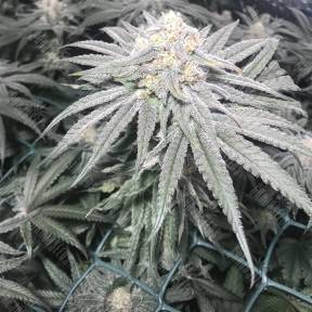 Bad Azz Kush feminised Barneys Farm