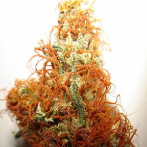 Orange Bud regular Dutch Passion Seeds