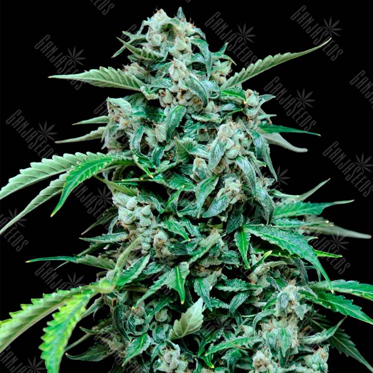 мощные семена конопли Auto Maxi Haze feminised Grass-o-Matic мощные семена конопли Auto Maxi Haze feminised Grass-o-Matic
