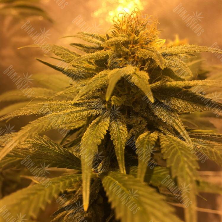 семена конопли дешево Russian Doll feminised Kannabia Seeds