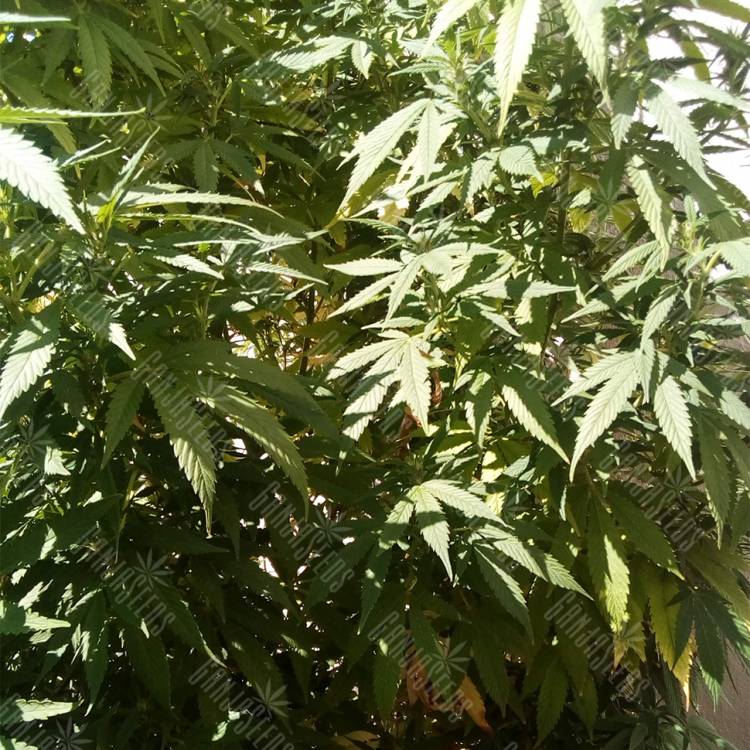 семена конопли в России Ice regular Nirvana Seeds семена конопли в России Ice regular Nirvana Seeds