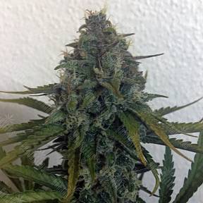Auto Blue Cheese feminised Royal Queen