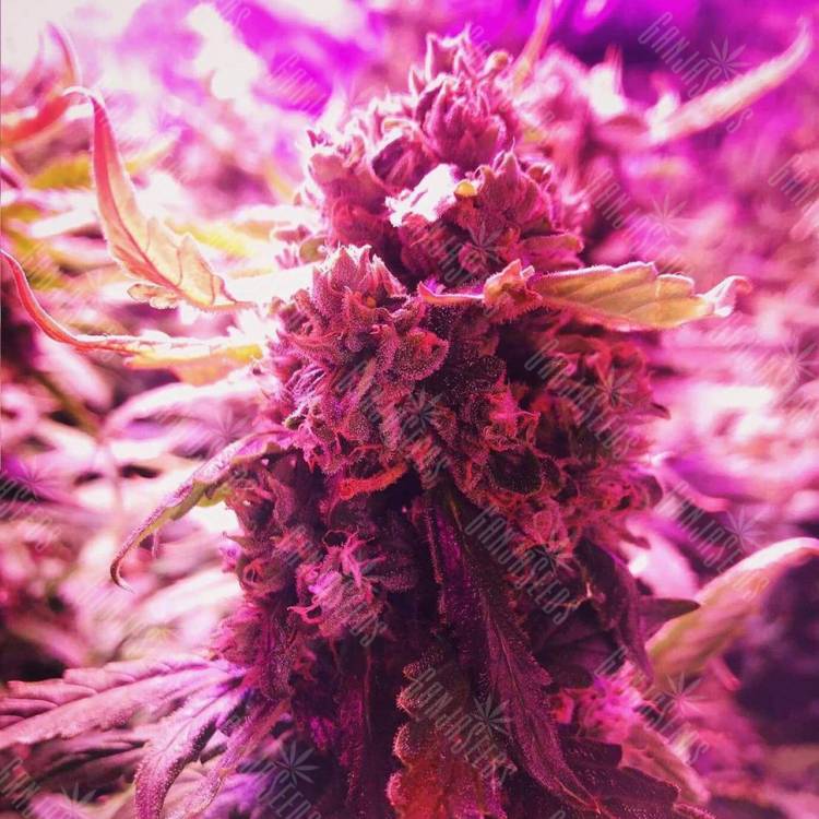 семена конопли с доставкой Auto Big Devil feminised Sweet Seeds