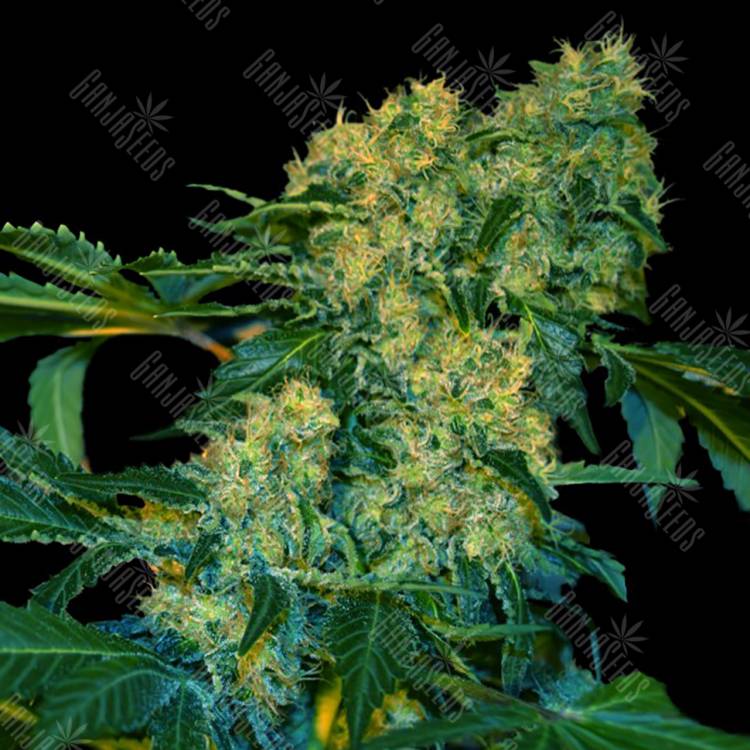семена индийской конопли Chingis Khan feminised VIP Seeds семена индийской конопли Chingis Khan feminised VIP Seeds