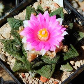 Ariocarpus fissuratus var. hintonii