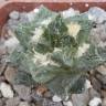 Купить семки кактуса Ariocarpus fissuratus var. hintonii Купить семки кактуса Ariocarpus fissuratus var. hintonii