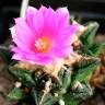 Заказать семки кактуса Ariocarpus fissuratus var. hintonii Заказать семки кактуса Ariocarpus fissuratus var. hintonii