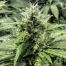 семена конопли f1 в оригинальной упаковке Amnesia Gold feminised