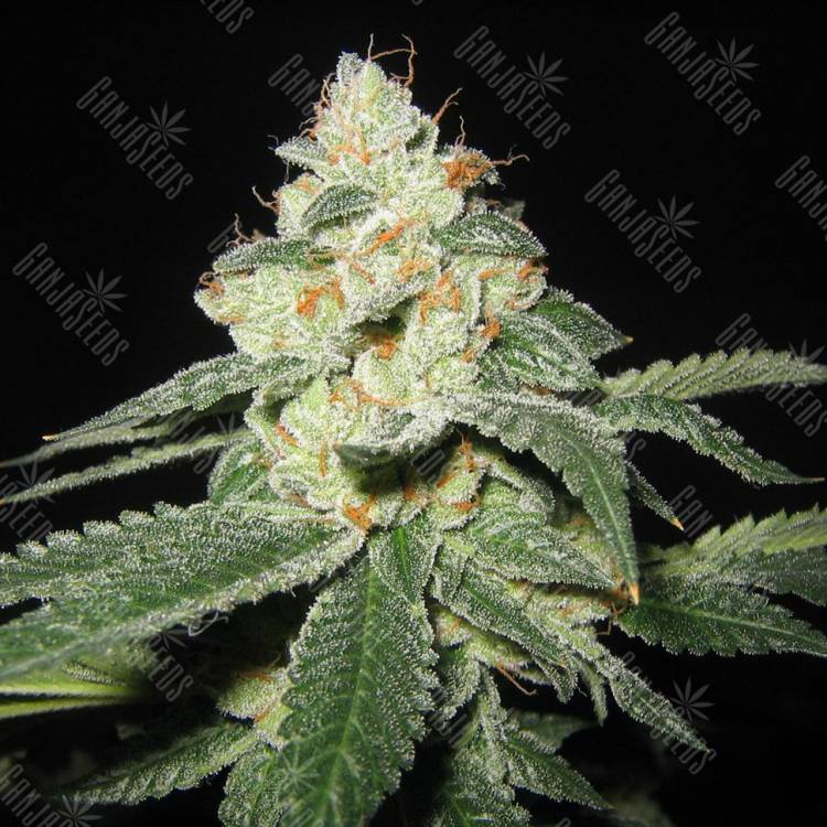 семена конопли элитных сортов Auto Great White Shark regular семена конопли элитных сортов Auto Great White Shark regular